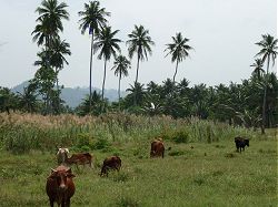Khao Lak Thailand