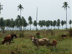 Khao Lak Thailand