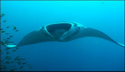 Manta Rochen - Manta Ray