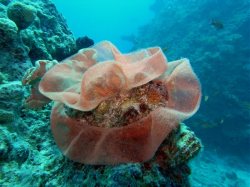 Unterwasserfotos Tauchbilder El Quseir