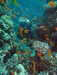 Unterwasserfotos Tauchbilder El Quseir