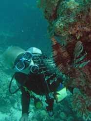 Unterwasserfotos Tauchbilder El Quseir