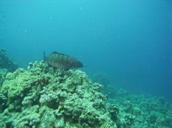 Unterwasserfotos Tauchbilder El Quseir