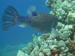 Unterwasserfotos Tauchbilder El Quseir