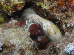 Unterwasserfotos Tauchbilder El Quseir