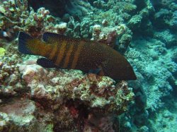 Unterwasserfotos Tauchbilder El Quseir