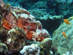 Unterwasserfotos Tauchbilder El Quseir
