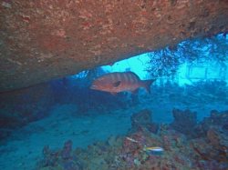 Unterwasserfotos Tauchbilder El Quseir