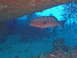 Unterwasserfotos Tauchbilder El Quseir