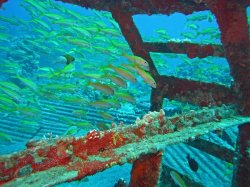 Unterwasserfotos Tauchbilder El Quseir