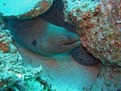 Unterwasserfotos Tauchbilder El Quseir