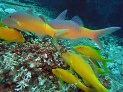 Unterwasserfotos Tauchbilder El Quseir