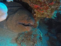 Unterwasserfotos Tauchbilder El Quseir