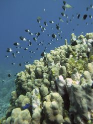 Unterwasserfotos Tauchbilder El Quseir