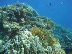 Unterwasserfotos Tauchbilder El Quseir