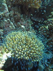 Unterwasserfotos Tauchbilder El Quseir