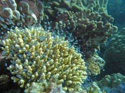 Unterwasserfotos Tauchbilder El Quseir