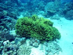 Unterwasserfotos Tauchbilder El Quseir