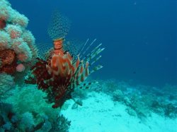 Unterwasserfotos Tauchbilder El Quseir