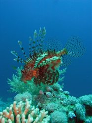Unterwasserfotos Tauchbilder El Quseir