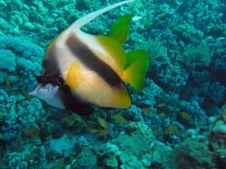 Unterwasserfotos Tauchbilder El Quseir