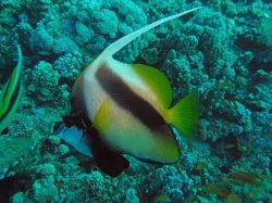 Unterwasserfotos Tauchbilder El Quseir