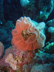 Unterwasserfotos Tauchbilder El Quseir