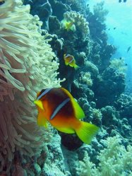 Unterwasserfotos Tauchbilder El Quseir