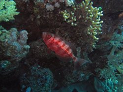 Unterwasserfotos Tauchbilder El Quseir
