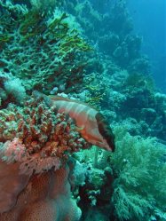 Unterwasserfotos Tauchbilder El Quseir