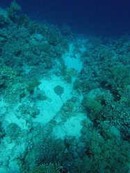 Unterwasserfotos Tauchbilder El Quseir