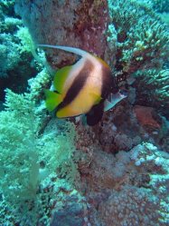 Unterwasserfotos Tauchbilder El Quseir