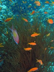 Unterwasserfotos Tauchbilder El Quseir