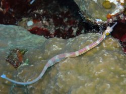 Unterwasserfotos Tauchbilder El Quseir