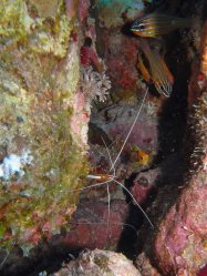 Unterwasserfotos Tauchbilder El Quseir