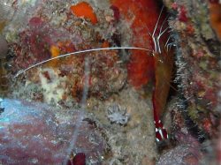Unterwasserfotos Tauchbilder El Quseir