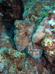 Unterwasserfotos Tauchbilder El Quseir