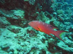 Unterwasserfotos Tauchbilder El Quseir