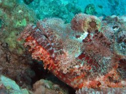 Unterwasserfotos Tauchbilder El Quseir