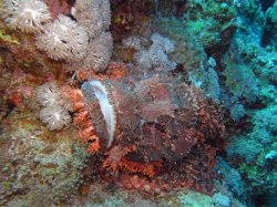 Unterwasserfotos Tauchbilder El Quseir