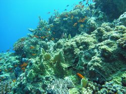 Unterwasserfotos Tauchbilder El Quseir