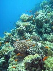 Unterwasserfotos Tauchbilder El Quseir