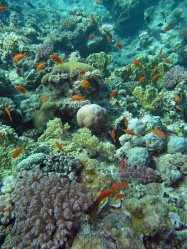 Unterwasserfotos Tauchbilder El Quseir