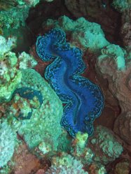 Unterwasserfotos Tauchbilder El Quseir