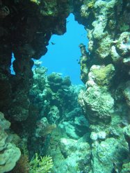Unterwasserfotos Tauchbilder El Quseir
