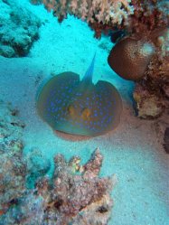 Unterwasserfotos Tauchbilder El Quseir