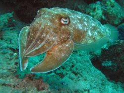 Unterwasserfotos Tauchbilder El Quseir