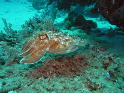 Unterwasserfotos Tauchbilder El Quseir