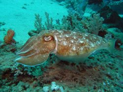 Unterwasserfotos Tauchbilder El Quseir