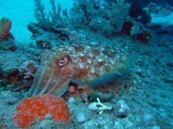 Unterwasserfotos Tauchbilder El Quseir